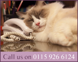 Call Samfio Cattery on 0115 926 6124